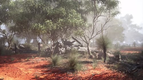 Group of Trees in Dirt Field