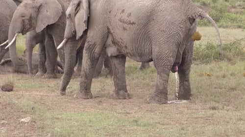 Elephants in Natural Habitat, One Urinating