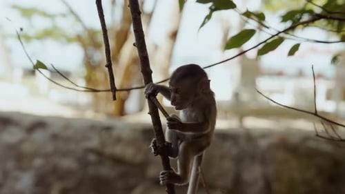 Playful Primate Clinging To A Branch And Nibbling On It