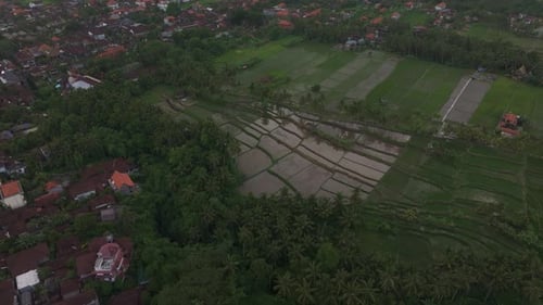 Aerial view of lush green rice fields and palm trees in Ubud, Bali, Indonesia.