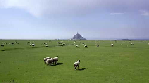 Aerial view of sheep grazing near Mont Saint Michel, France.