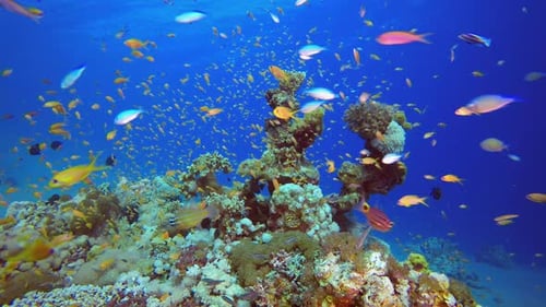 Marine Coral Colourful Garden
