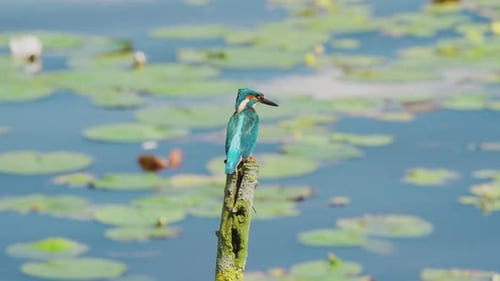 Vue au ralenti du martin-pêcheur en Frise, aux Pays-Bas, perché au-dessus d'un étang avec des nénuphars en arrière-plan