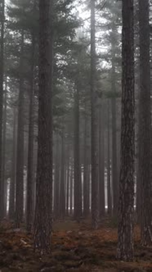 Vertical Video Misty Forest Flight Between Trees in the Foggy Forest