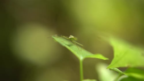 Small Insect Resting on Vibrant Green Leaf