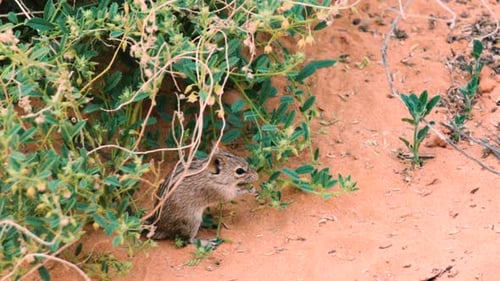 Four-striped Grass mouse feeding on blossoms of a bush. Mouse is standing on hind legs to reach its