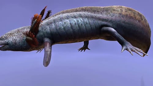 Realistic 3D Axolotl Amphibian Floating Animation Loop