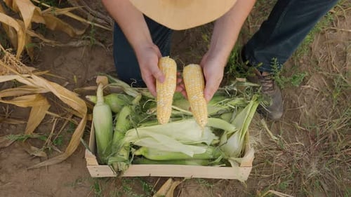 Corn Harvest
