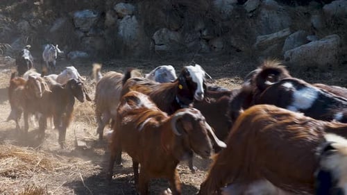 Video shot of a herd of goats in the mountains of Jerusalem