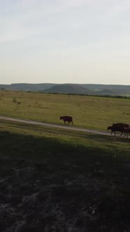 AERIAL Flying Over a Small Herd of Cattle Cows Walking Uniformly Down Farm Road on the Hill Black