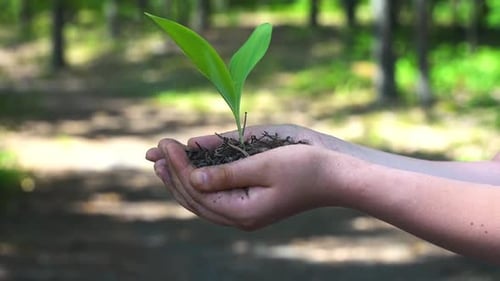 Plant Sprout in Hand Growing in Agriculture Protecting Nature Environment Concept