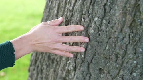 Caucasian hand touching tree trunk, in Slow Motion. Close up of female hand feeling tree bark,