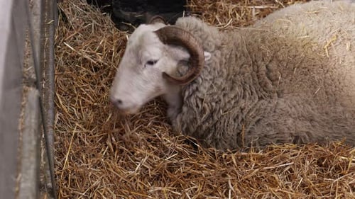 Schafe fressen frisches Bio-Heu, schwanger, bereit zur Geburt im Zoo, Fütterung in der Natur