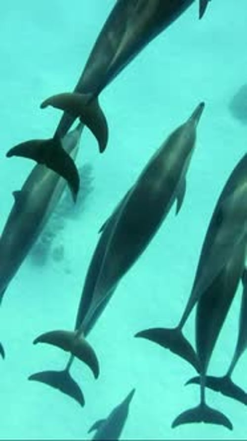 Top view, Group of dolphins swimmind above sand seabed, Slow motion