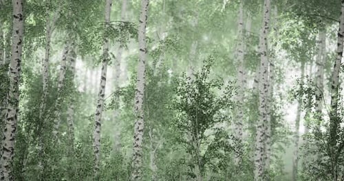 Majestic Forest of Birch Trees Shrouded in Mist During Early Morning Serenity