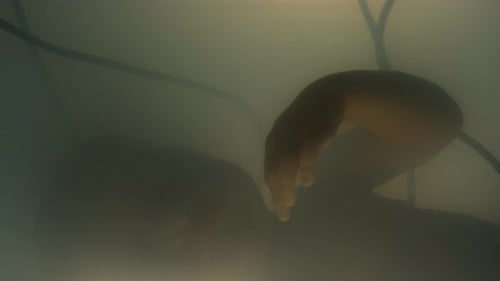 Jellyfish Floating Underwater in Murky Hazy Water