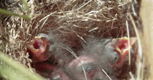 Close Up of Baby Birds in Nest