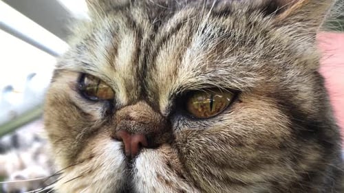 Close up shot of Persian shorthair cat face while making small bubbles with his nose. Big closeup of