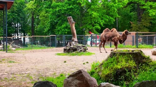 Ein Kamel, das im Sommer in seinem Gehege in einem Zoo spazieren geht, umgeben von grünen Bäumen und Naturlandschaft