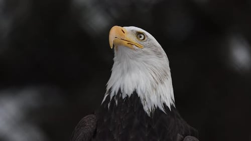 Slow motion footage of a Bald Eagle head, looking around at a winter forest landscape.