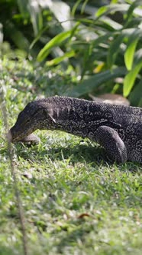 Un varan cherche de la nourriture sur le fond d'un lac