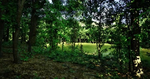 Lush Green Forest Area with Sunlight Filtering Through the Trees
