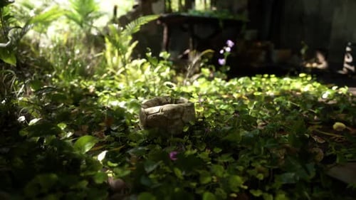 Time-lapse Plant Growth in a Stone Pot in Lush Garden