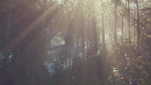 Sun Shining Through Trees in Forest