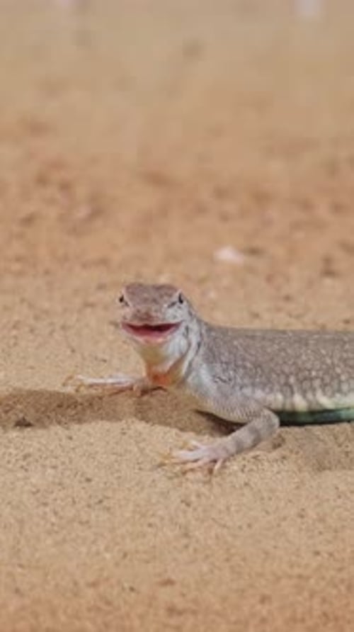 Un beau lézard reptile dans un terrarium avec du sable. Vidéo verticale sur le concept des reptiles et des animaux