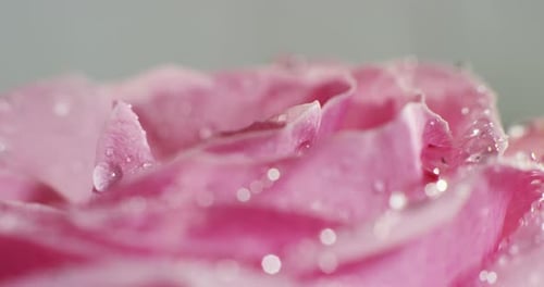 Extreme macro shot of colorful rose in 6k resolution. concept colorful and perfect nature with dew