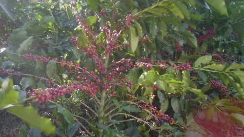 A coffee plant filled with red ripe coffee beans fruit in a windy field.