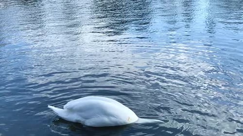 Schwan, der den Kopf hebt und den Schwanz schüttelt, nachdem er in einem Fluss nach Nahrung getaucht ist, mit klarem blauem Himmel,