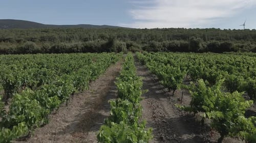 Low aerial: Straight rows of grape vines in French Pyrenees vineyard