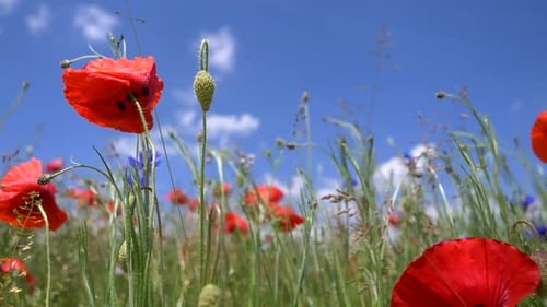 Red poppies flowers blooming in flowerbed during sunny day and blue sky in background, low angle clo