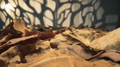 Going Into Dry Foliages For Autumn Background