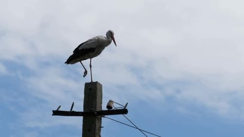 Stork Sitting on a Pillar High Voltage Power Lines on Sky Background
