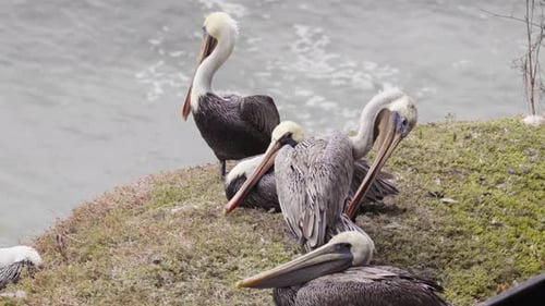 A group of pelicans sitting on the beach, California Central coast