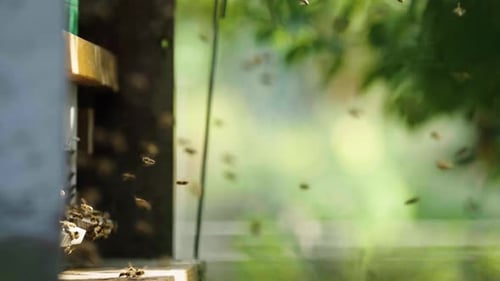Bees fly into an apiary through an orchard in slow motion