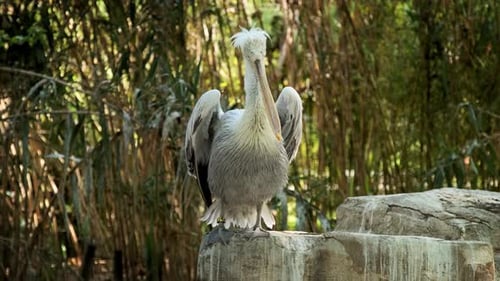 Pelican Preening Feathers and Displaying Wings in Sunlight
