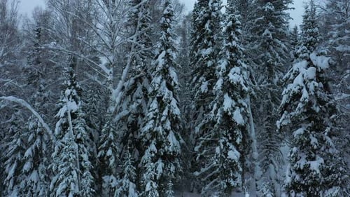 Snowcovered Forest Landscape in Winter Revealing Tall Pine Trees at Dusk