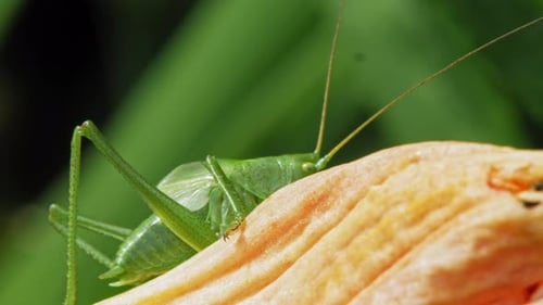 Side View Of Common Green Grasshopper On Flower Petal. close up
