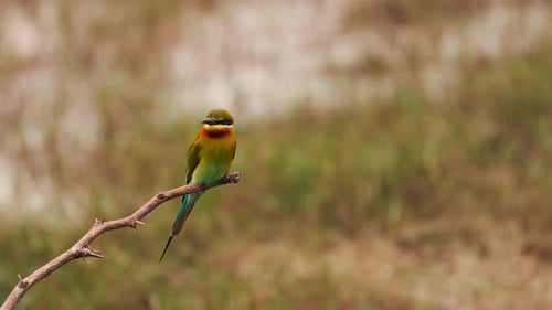 Blue Tailed Bee Eater on a Branch Lat Merops Philippinus A Stunning Blue Tailed Bee Eater Perched