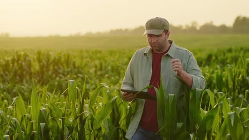 Farmer Waiting Good Harvest Agribusiness And Farming Concept Agronomist Walking In Field Of Maize