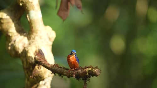 Colorful Bird Resting on Mossy Branch in Rainforest
