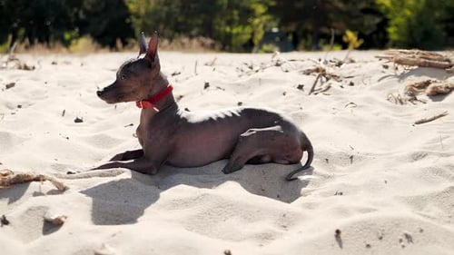 Xoloitzcuintle Hund liegt am Strand unter der Sonne