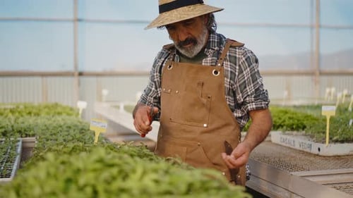 Gardener Tends to Seedlings in Greenhouse