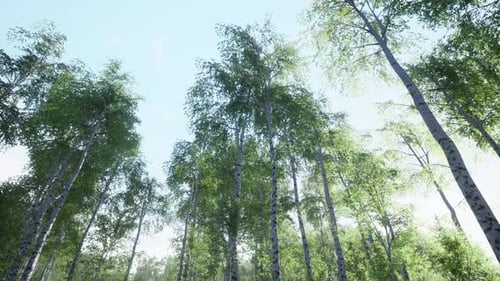 Sunlight Through Tall Birch Trees in a Serene Forest