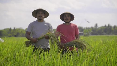 Two farmer smiling with holding a bunch of paddy