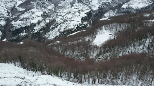 Bosque nevado aéreo
