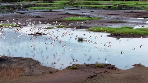 Aerial flock of sandpipers flying over tidal marsh wetland